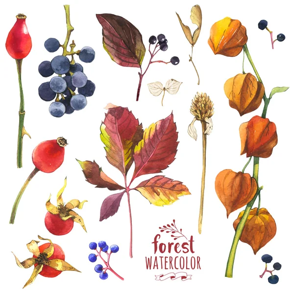 Watercolor illustration with branches, leaves and berries. — Stock Image Watercolor illustration with branches, leaves and berries. Stock Image