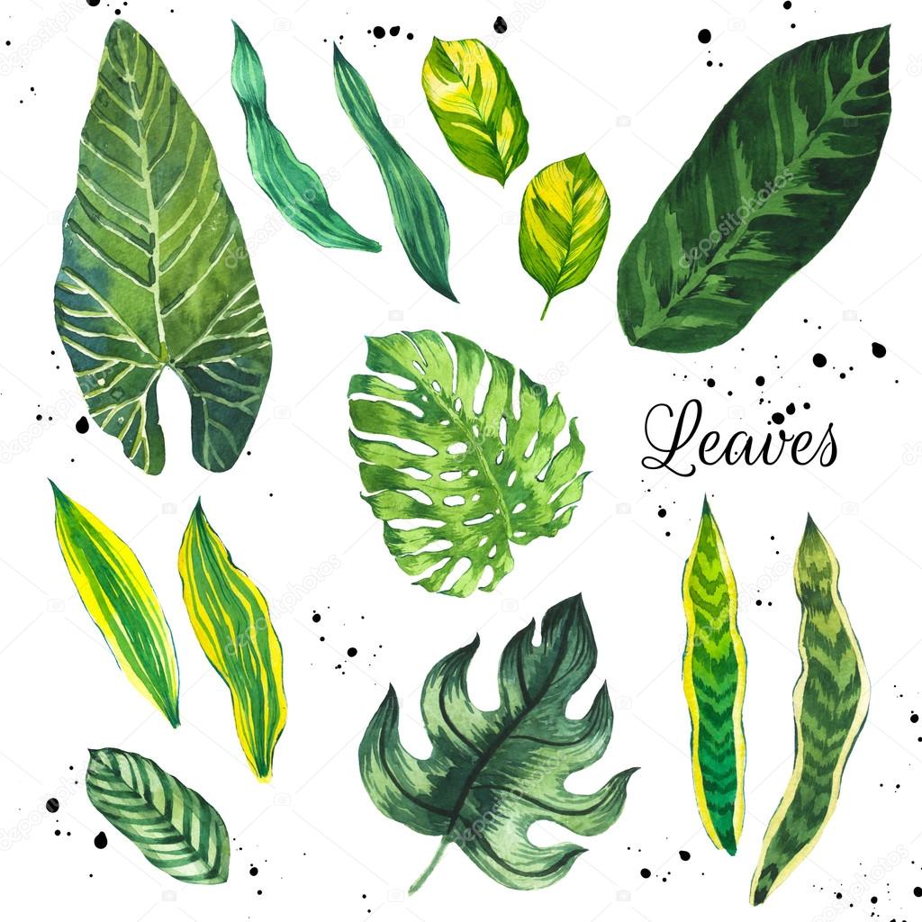 Watercolor set of green leaves.