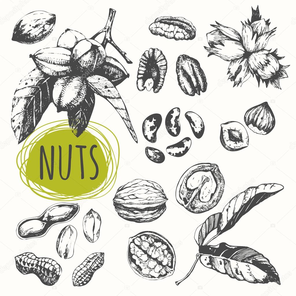 Set of hand drawn nuts.