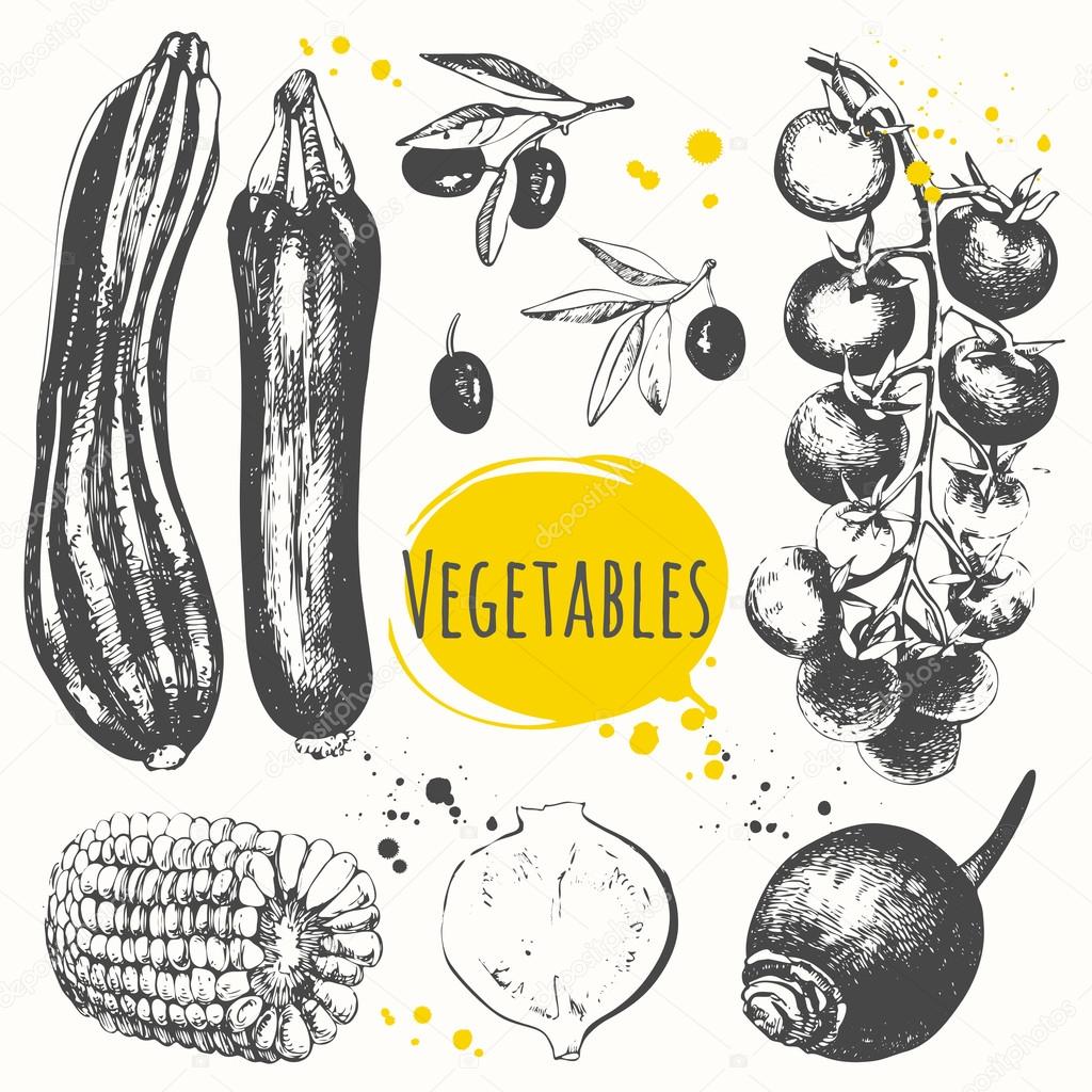 Sketch of mediterranean vegetable.