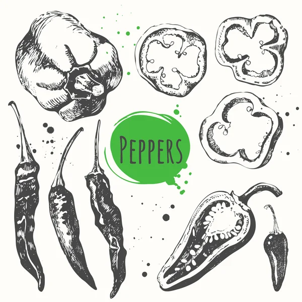 Sladké a horké papriky. Sada ručně tažené zeleniny. — Stockový vektor