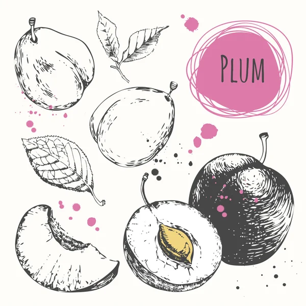 Prune. Set dessiné à la main avec des aliments biologiques frais . — Image vectorielle