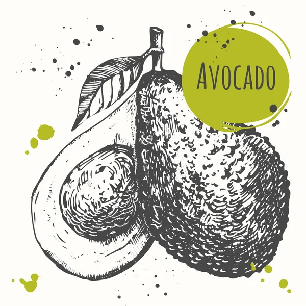 Avocado. handgezogenes frisches Bio-Gemüse. Veganes Essen. — Stockvektor