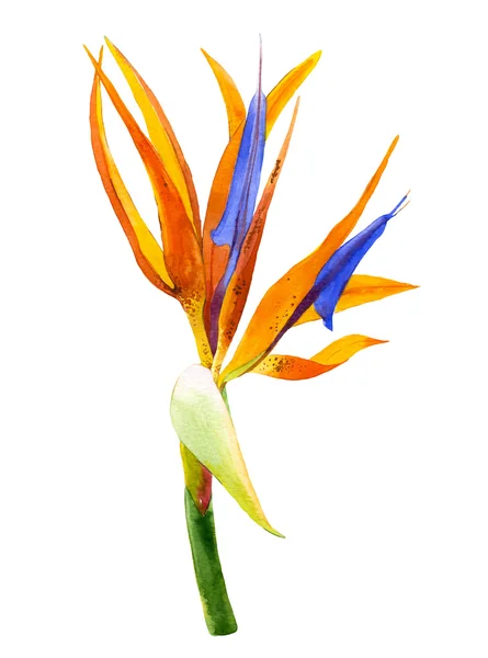 Watercolor illustration with realistic branch of strelitzia. — Stock Photo, Image