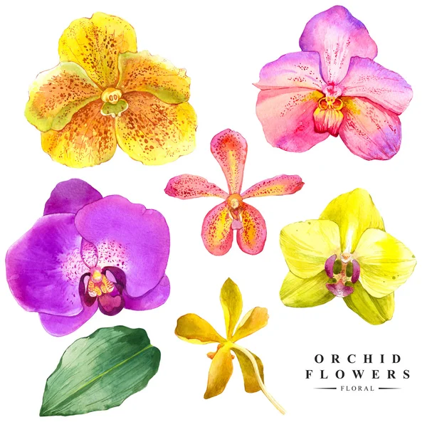 Illustrazione botanica con fiori tropicali realistici e foglie . — Foto Stock