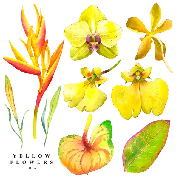 Botaniczny ilustracji z realistycznych kwiatów tropikalnych i liści. — Zdjęcie stockowe
