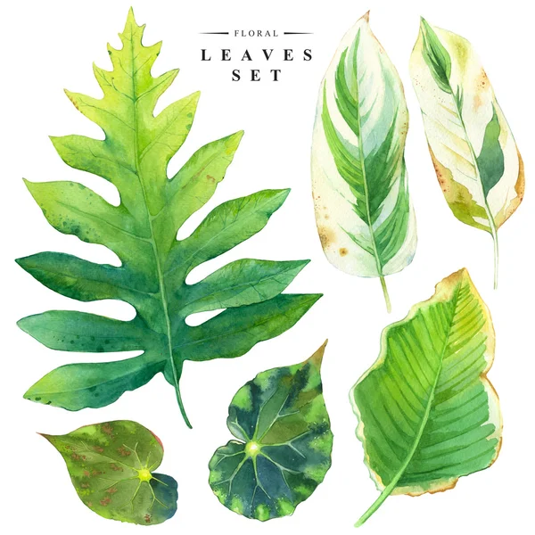 Illustrazione botanica con foglie tropicali realistiche . — Foto Stock