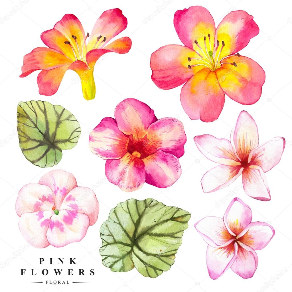 リアルな熱帯の花と葉を持つ植物のイラスト ストック写真 C Monash