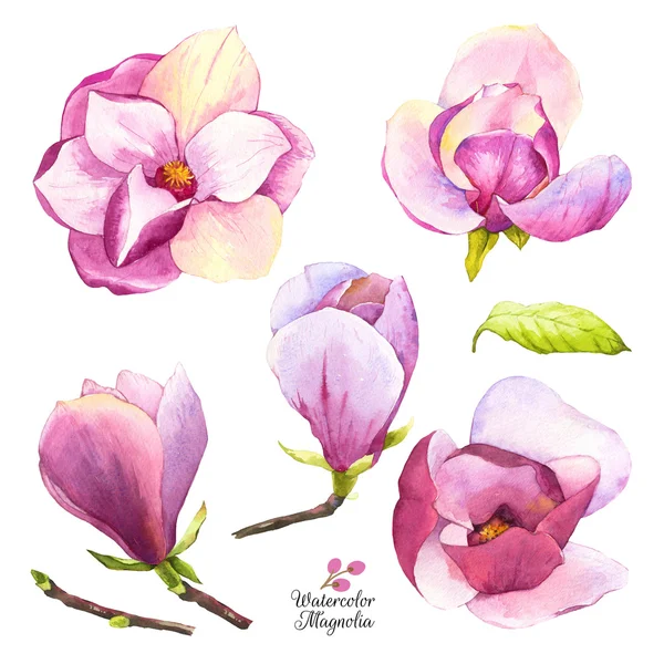 Watercolor illustration with magnolias flowers and bud. — Stock Photo, Image