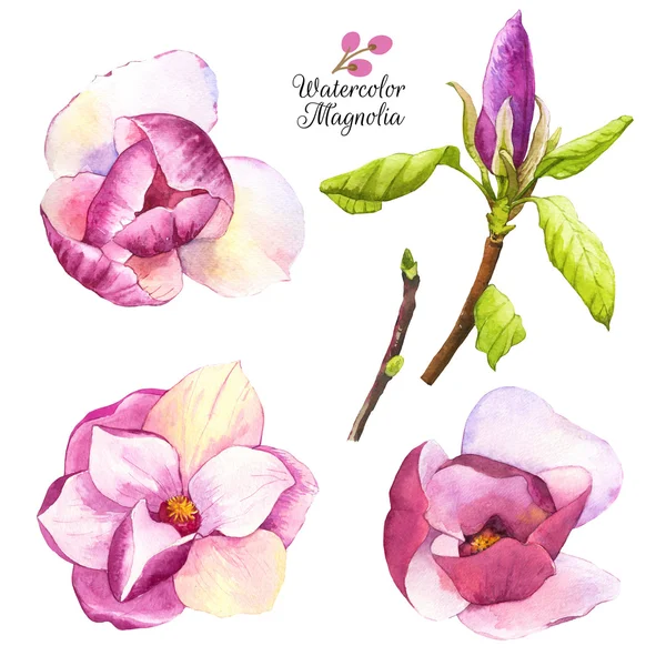 Watercolor illustration with magnolias flowers and bud. — Stock Photo, Image