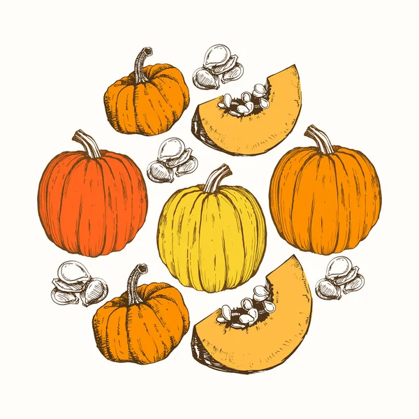 Temporada de calabazas. Diferentes variedades de calabazas . — Archivo Imágenes Vectoriales