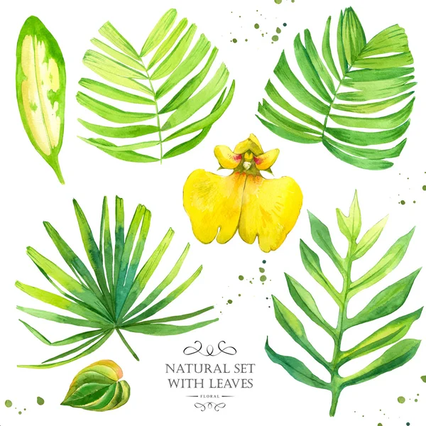 Akvarell illustration med tropiska blommor. — Stockfoto