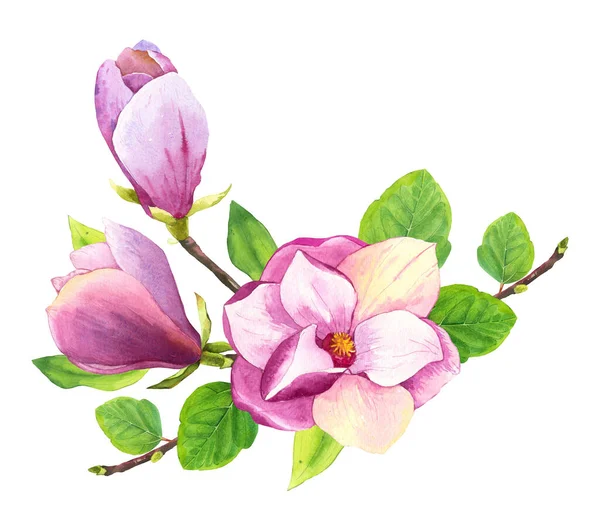 Spring composition with watercolor magnolia. Floral purple illustrations with realistic flowers on white background for your design and decor. — Stock Photo, Image