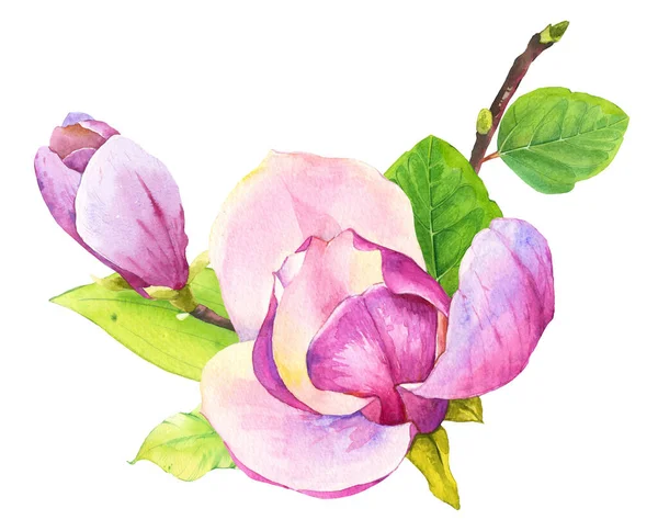 Spring composition with watercolor magnolia. Floral purple illustrations with realistic flowers on white background for your design and decor. — Stock Photo, Image