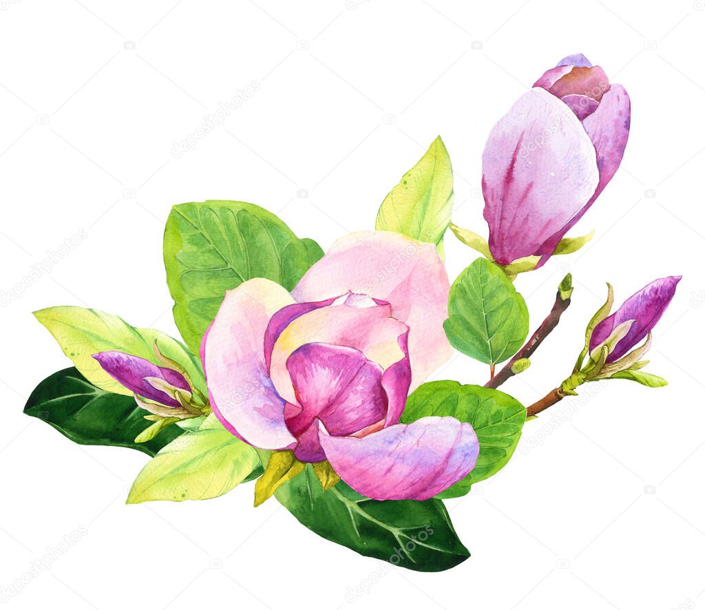 Spring composition with watercolor magnolia. Floral purple illustrations with realistic flowers on white background for your design and decor.
