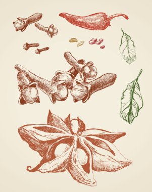çizilmiş baharat ve baharat.
