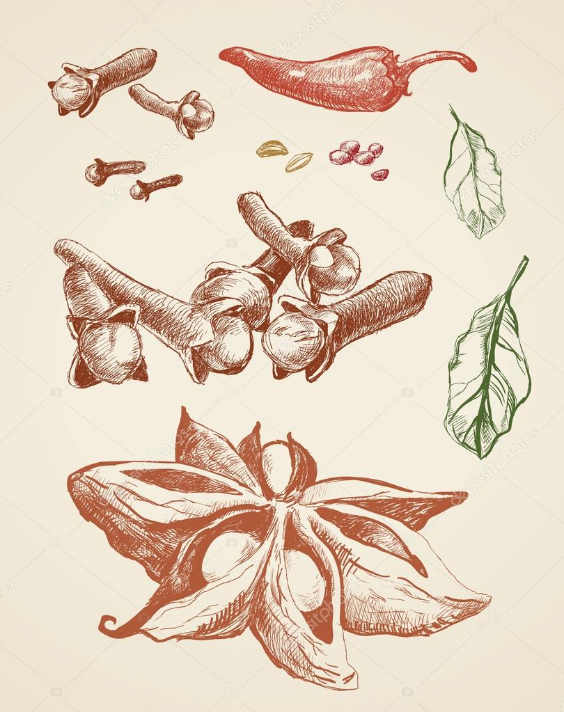 hand-drawn spices and seasonings.