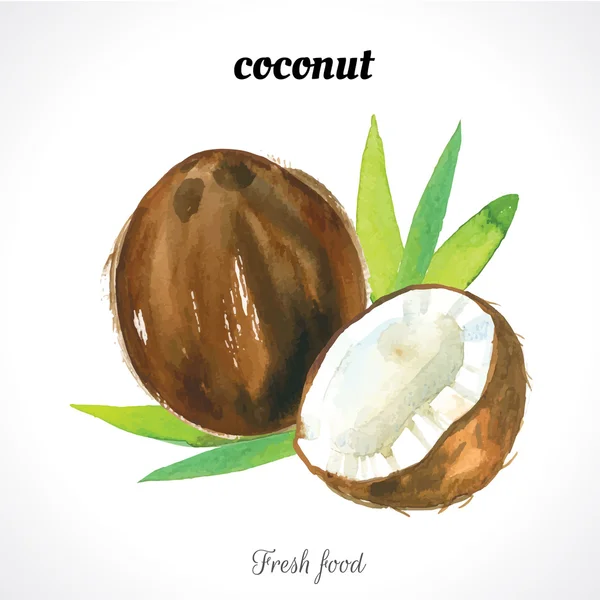 Acquerello cocco fresco — Vettoriale Stock