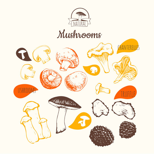 Hand drawing Sketch of mushrooms