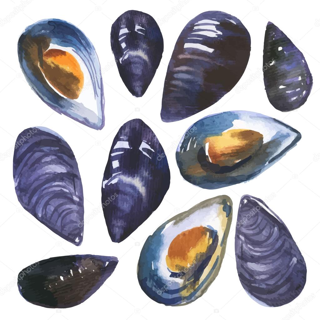 Watercolor set of mussels