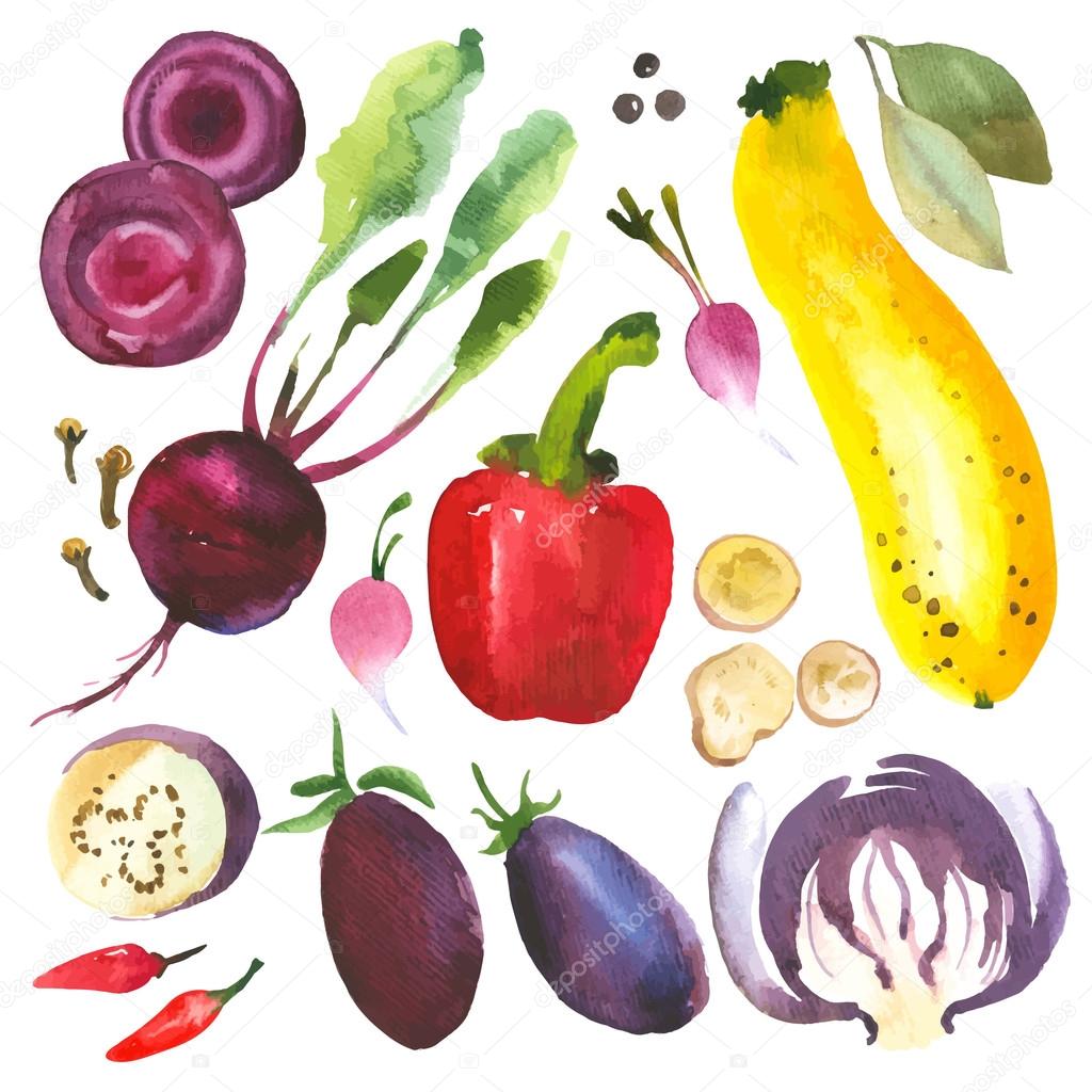 Watercolor vegetables and herbs.