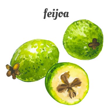 Suluboya meyve ile vektör illüstrasyon. 