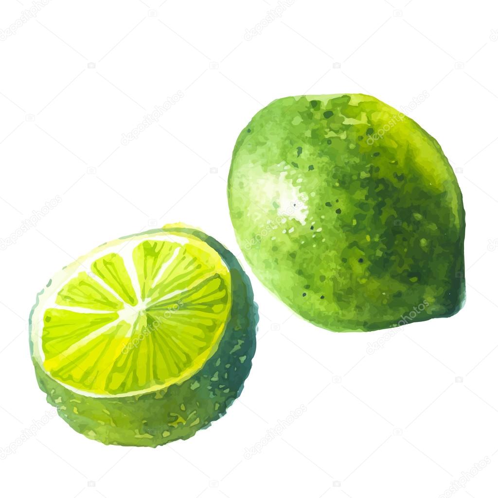 Lime watercolor fruit