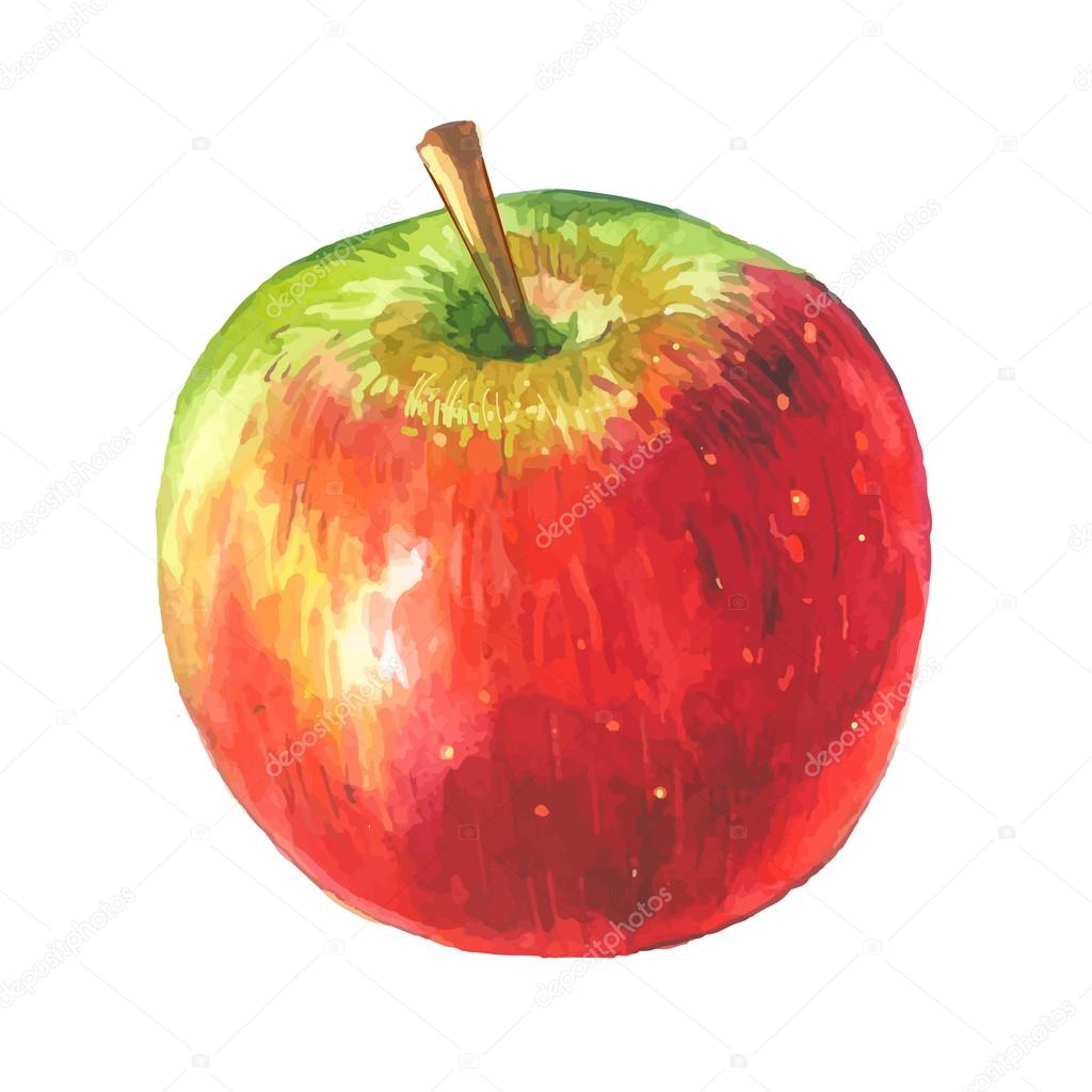 Apple Watercolor Fruit Stock Vector C Monash 81713858