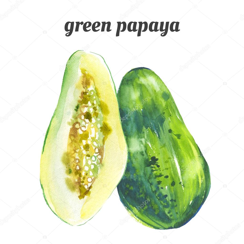 Watercolor green papaya. Fresh organic food. Watercolor illustration of a painting technique.