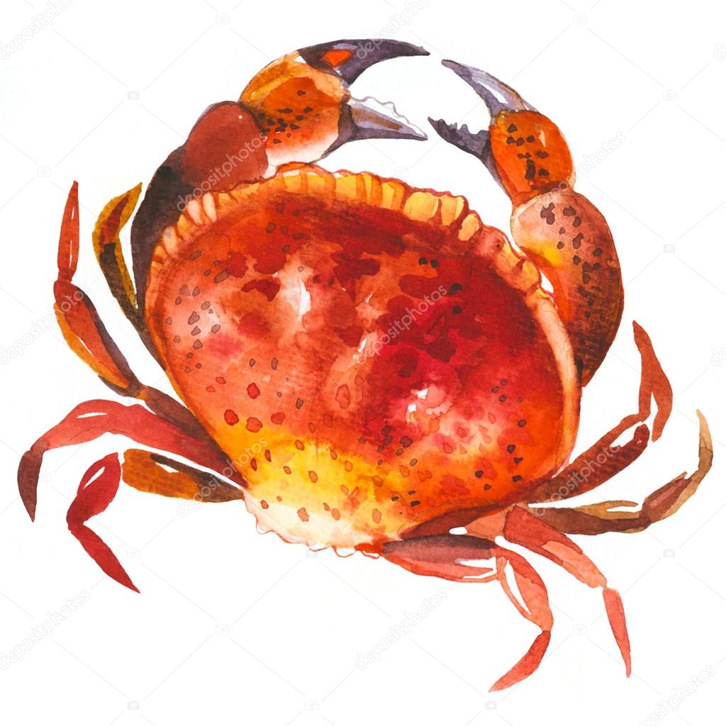 Watercolor crab on white background.