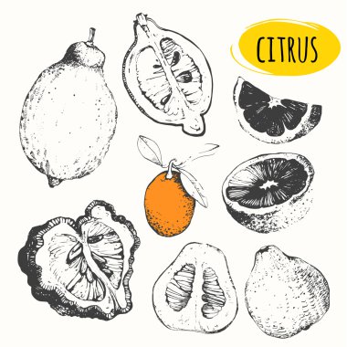 Turuncu, bergamot, limon, kumquats kroki.