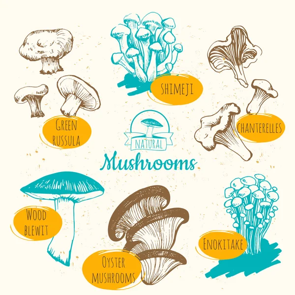 Croquis de champignons. Aliments biologiques frais . — Image vectorielle