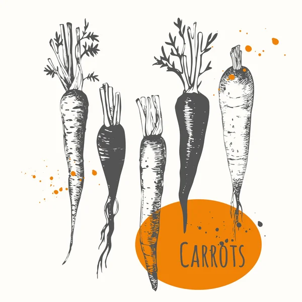 ชุดแครอทที่วาดด้วยมือ . — ภาพเวกเตอร์สต็อก