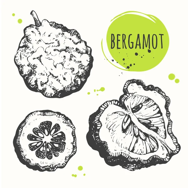 Conjunto de bergamota desenhada à mão. Alimentos biológicos frescos . — Vetor de Stock