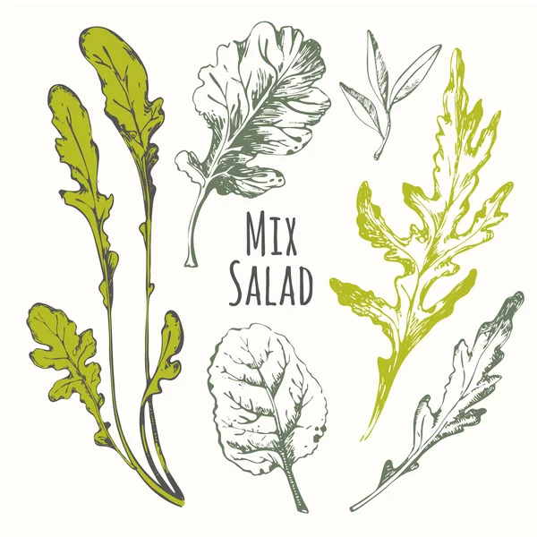 Serie tirata a mano d'insalata di mescolanza. Erbe da disegno . — Vettoriale Stock