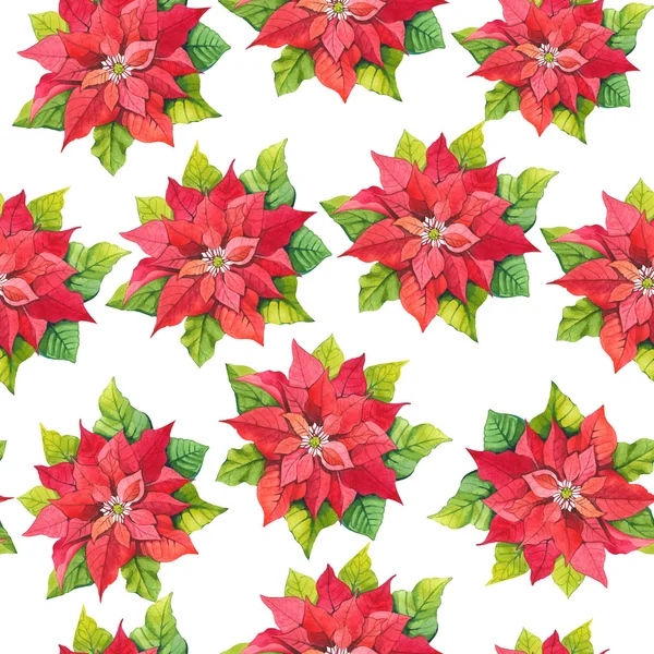 Seamless floral pattern. Background with poinsettia. — Stock Photo, Image