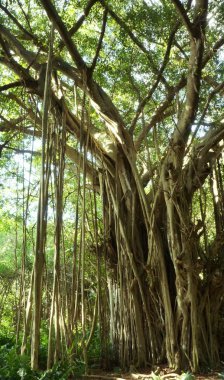 Ficus ağaç, Hawaii