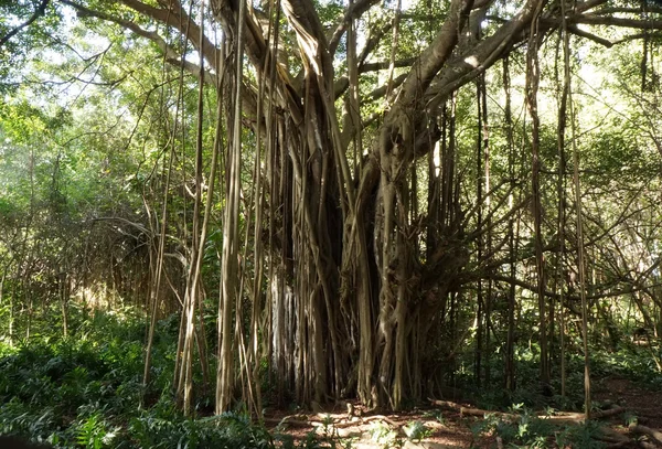 Ficus ağaç, Hawaii