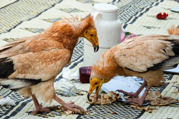 Mısır akbabalar Çöp yeme