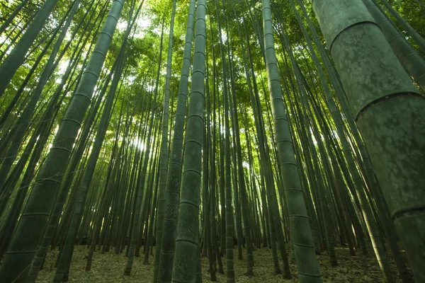 Bambu Forrest Arashiyama, Sagano'da, Kyoto, Japonya