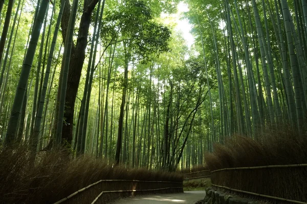 Bambu Forrest Arashiyama, Sagano'da, Kyoto, Japonya