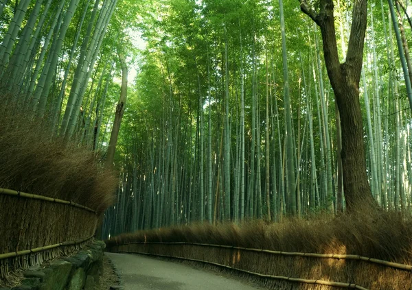 Bambu Forrest Arashiyama, Sagano'da, Kyoto, Japonya