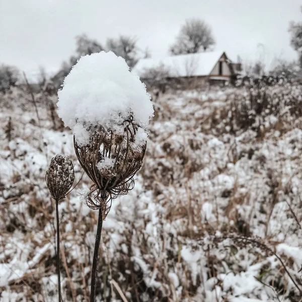 Зимний Дом Лесу — стоковое фото