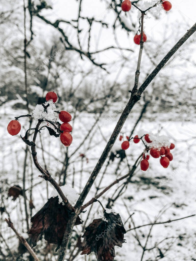 winter berries.winter day