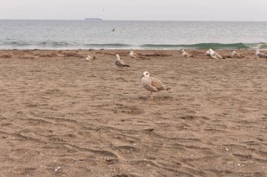Bulgaristan sahillerinde martılar uçuyor, dinleniyor, balık tutuyor