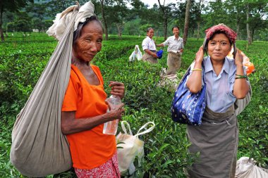 Darjeeling, Hindistan - 08 Mart 2019: Hintli kadınlar çay tarlalarında çalışıyor - tarım ve kadın işçiler