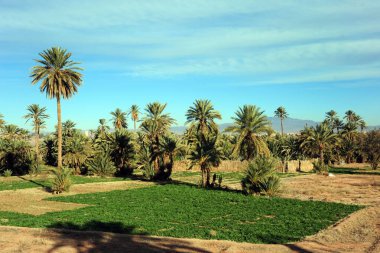 Fas 'ta palmiye ağaçları olan parkın manzarası