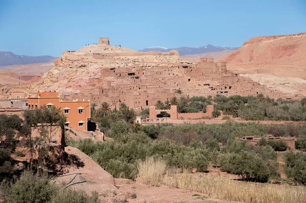 Afrika - Fas - Kelaat 'mgouna - Gül Vadisi - Gorge du Dades, parfüm için pembe güller