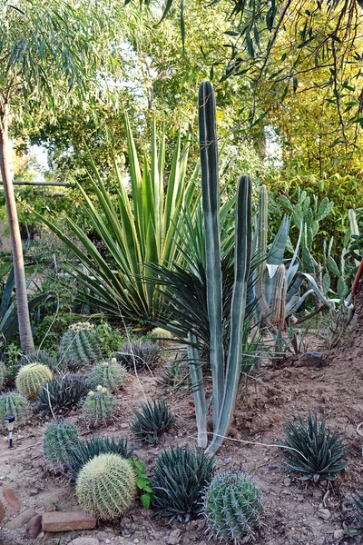 Fas 'taki bahçedeki kaktüslerin manzarası