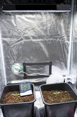 Kenevir yetiştirme çadırında yetiştirilen marihuana bitkisi. termo higrometre ölçümü. İçerde ot yetiştiriyorum.